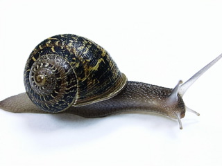 seashell